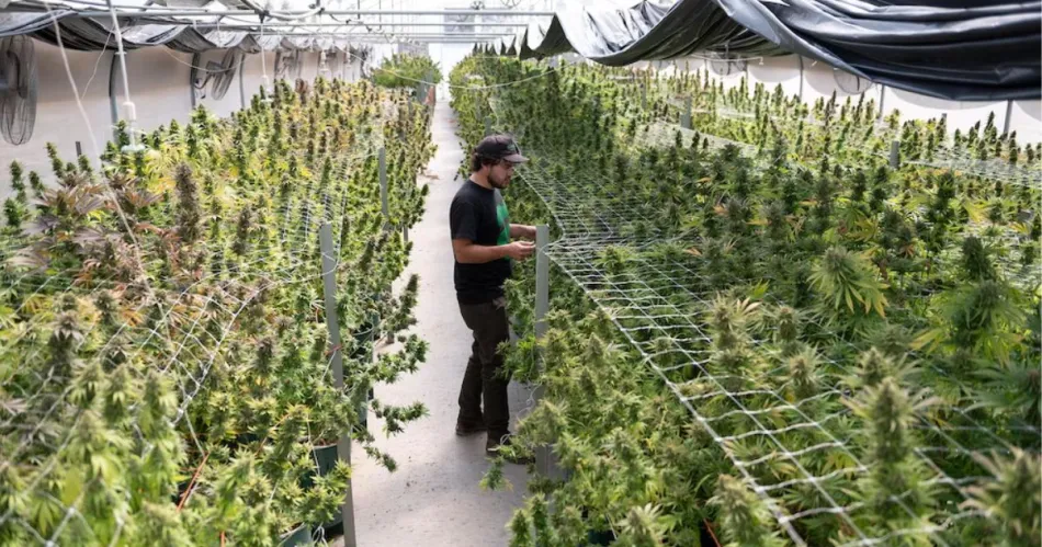 cannabis medicinal