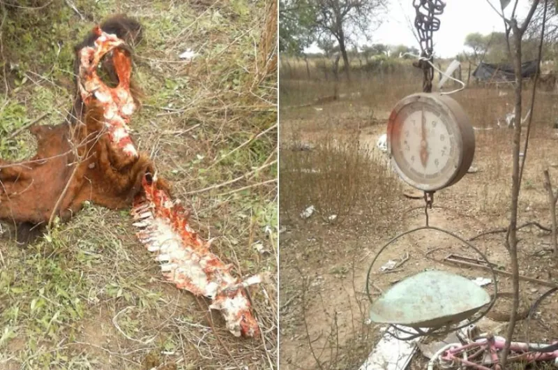 Crueldad en Las Piruas: Faenación de tres vacas, una preñada y restos abandonedos