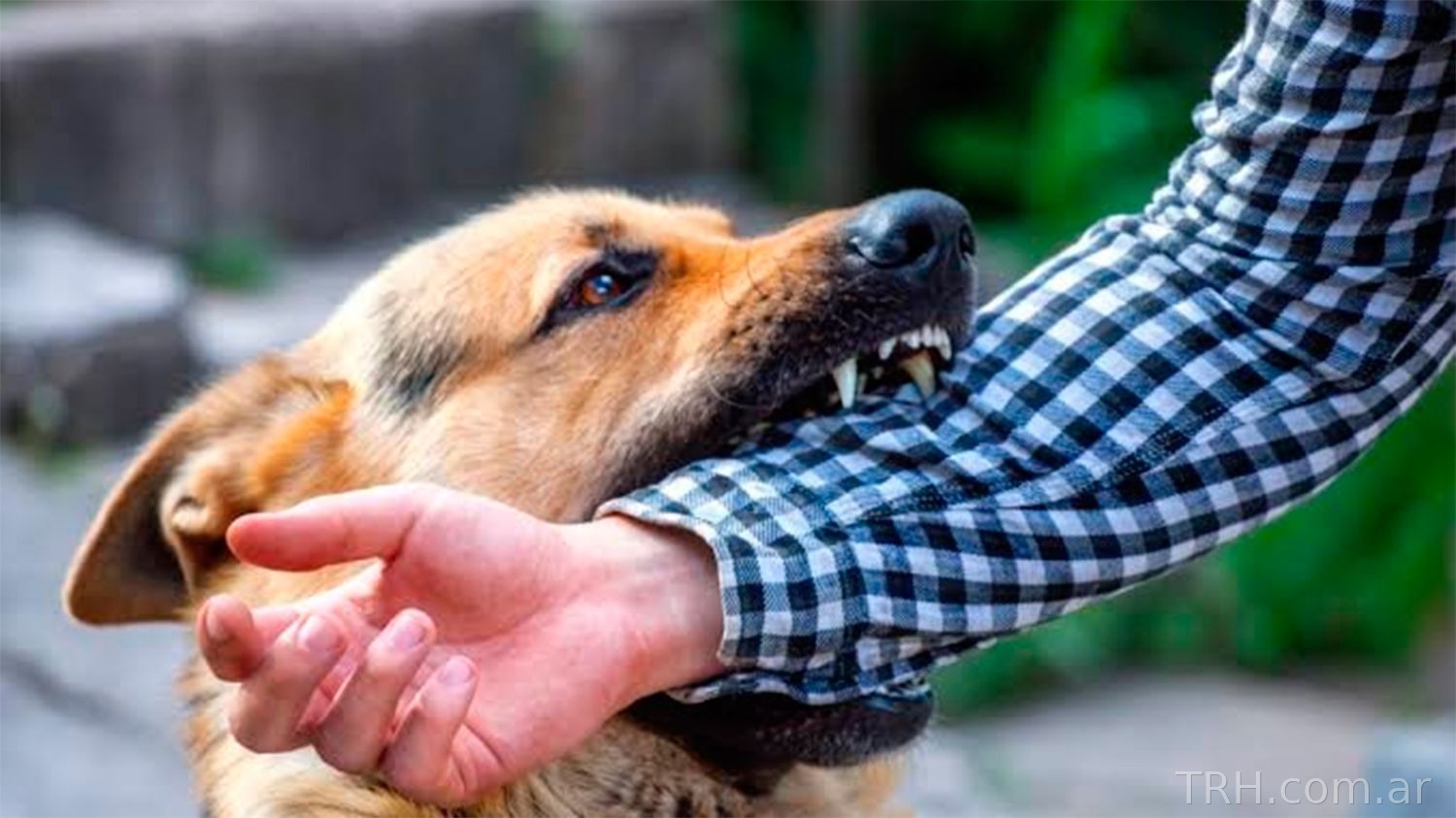 Feroz ataque de su perro: un hombre de 65 años fue hospitalizado en el barrio Parque
