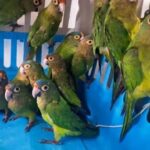 Liberaron a más de 150 aves tras un decomiso en el departamento Copo