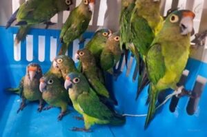 Liberaron a más de 150 aves tras un decomiso en el departamento Copo