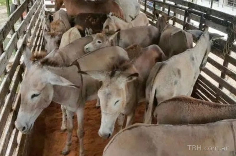 Investigan la procedencia de 12 burros hallados en un tráiler en el departamento Avellaneda
