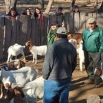 Añatuya será sede de las 4° Jornadas de Ganadería Caprina Agroecológica del NOA