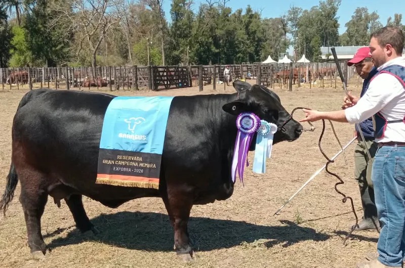 Vaca Martina de Monte Quemado premiada como Reservado Gran Campeón Brangus.