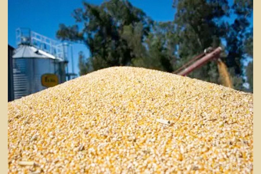 Maquinaria agrícola trabajando en la recolección de maíz bajo custodia policial