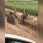 Sorpresa en el interior santiagueño por la aparición de dos osos hormigueros gigantes en Los Juríes