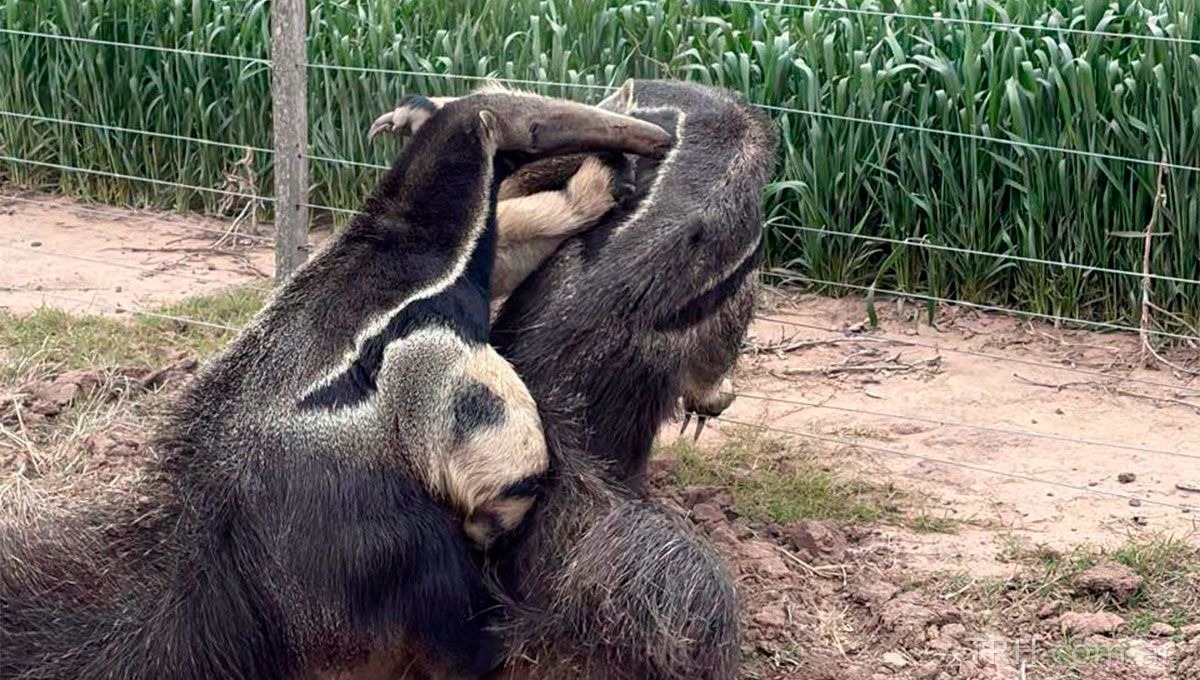 Ejemplares adultos de yurumí desplazándose cerca de un lote sembrado de trigo en Los Juríes