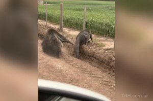 Sorpresa en el interior santiagueño por la aparición de dos osos hormigueros gigantes en Los Juríes