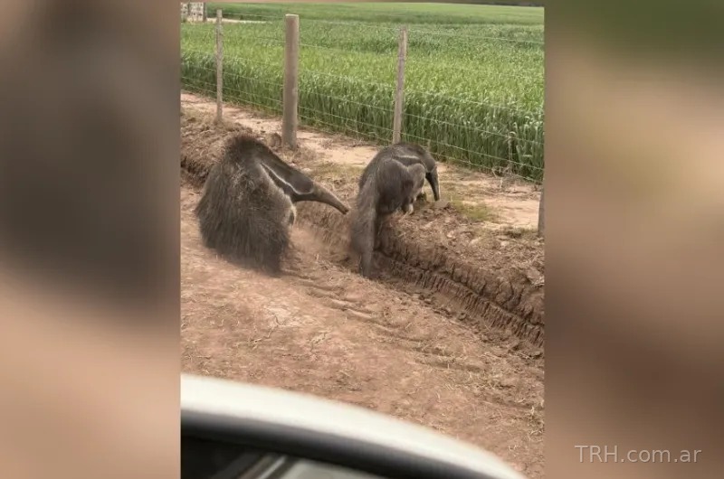 Dos osos hormigueros gigantes caminando junto al alambrado perimetral de un campo en Los Juríes