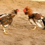 Investigan violento enfrentamiento en Quimilí tras una riña de gallos: un hombre herido grave, secuestro de dinero y drogas