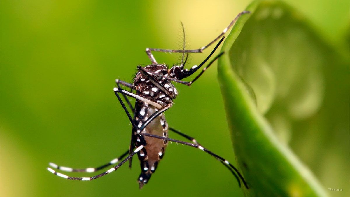 Vigilancia epidemiológica por caso confirmado de chikungunya en el norte argentino